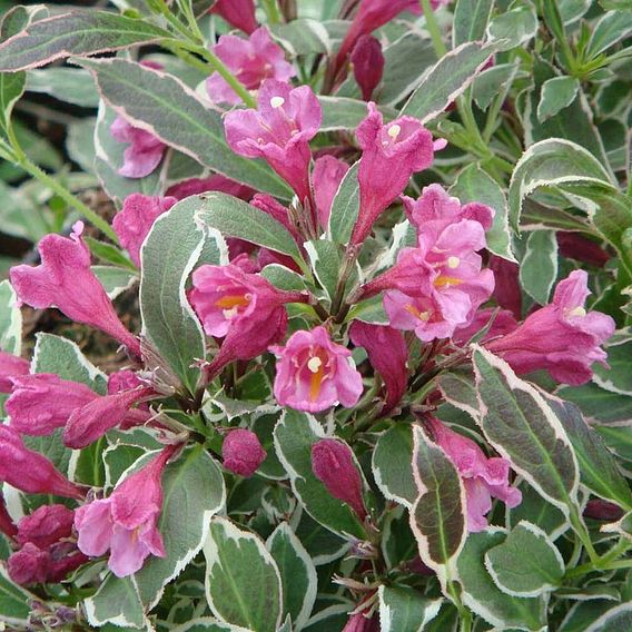 Weigela florida 'Monet'