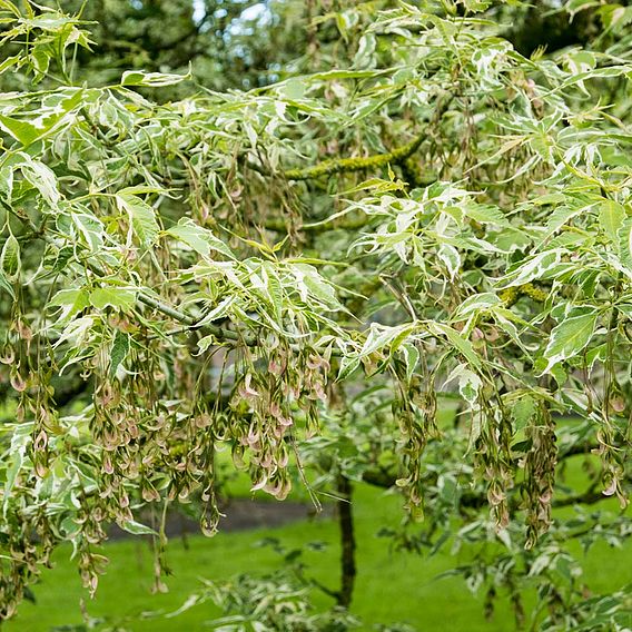 Acer negundo 'Flamingo'