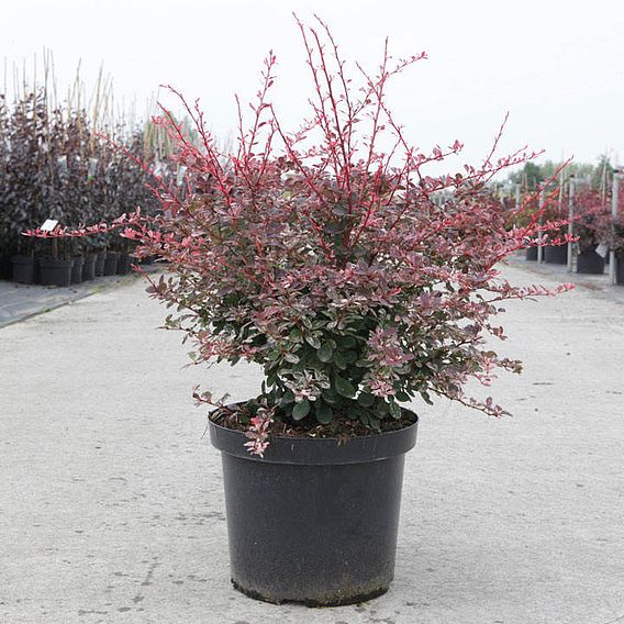 Berberis thunbergii f. atropurpurea 'Harlequin'