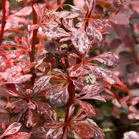 Berberis thunbergii f. atropurpurea 'Harlequin'