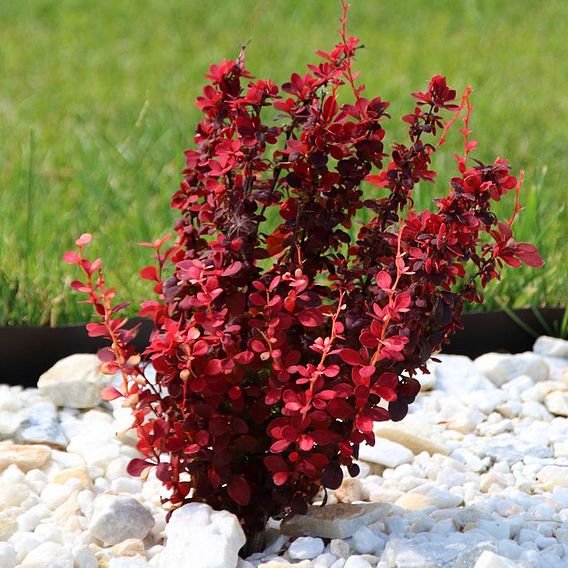 Berberis thunbergii f. atropurpurea 'Orange Rocket'