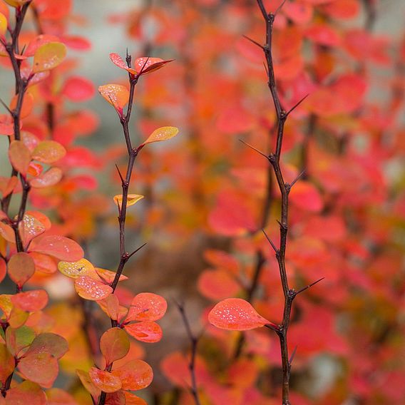 Berberis thunbergii f. atropurpurea 'Orange Rocket'