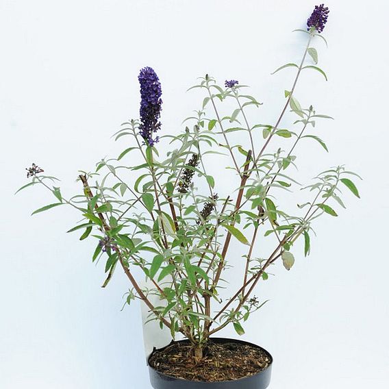 Buddleja davidii 'Black Knight'