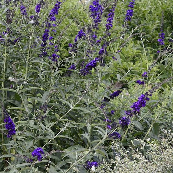 Buddleja davidii 'Black Knight'