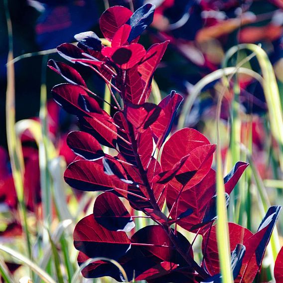 Cotinus 'Grace'