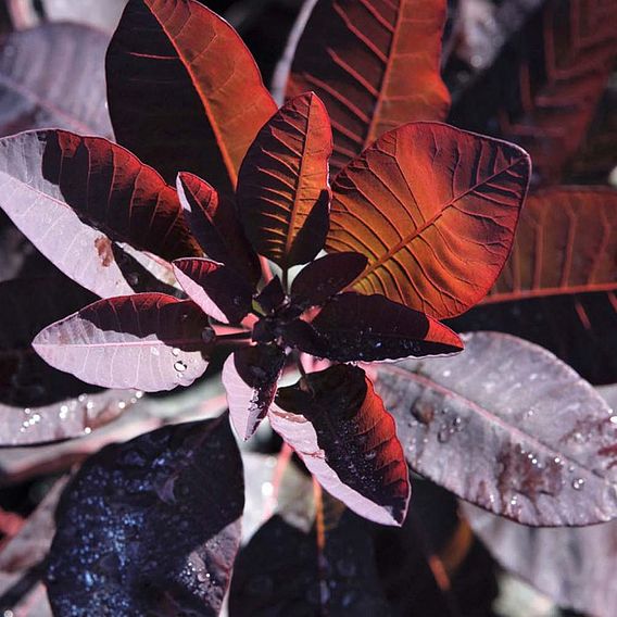 Cotinus 'Grace'