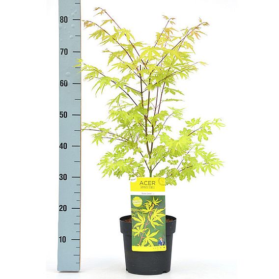 Acer Palmatum Anne Irene®