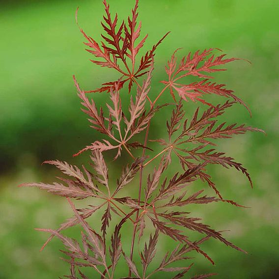 Acer palmatum 'Garnet'