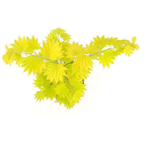 Acer Shirasawanum Aureum