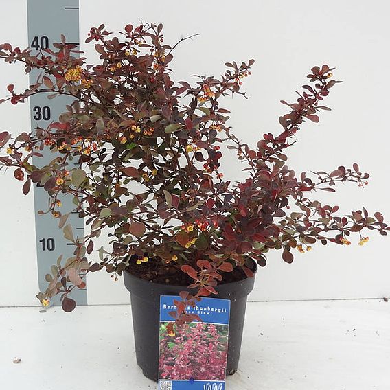 Berberis thunbergii f. atropurpurea 'Rose Glow'