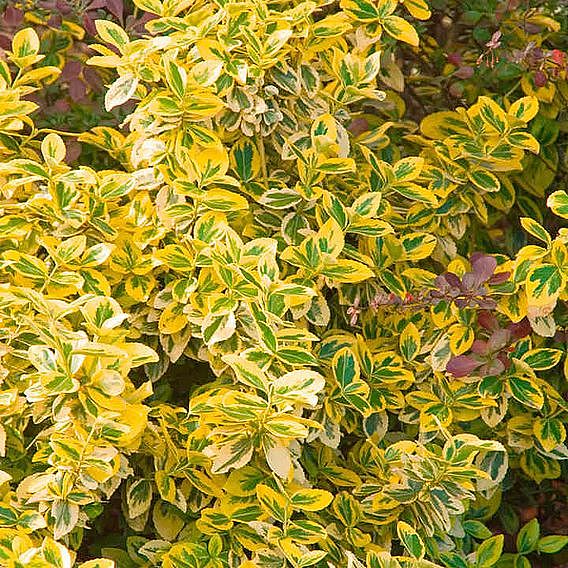 Euonymus fortunei 'Emerald 'n' Gold'