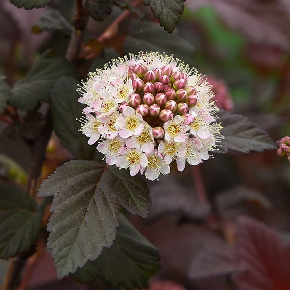 Physocarpus opulifolius 'Lady In Red'