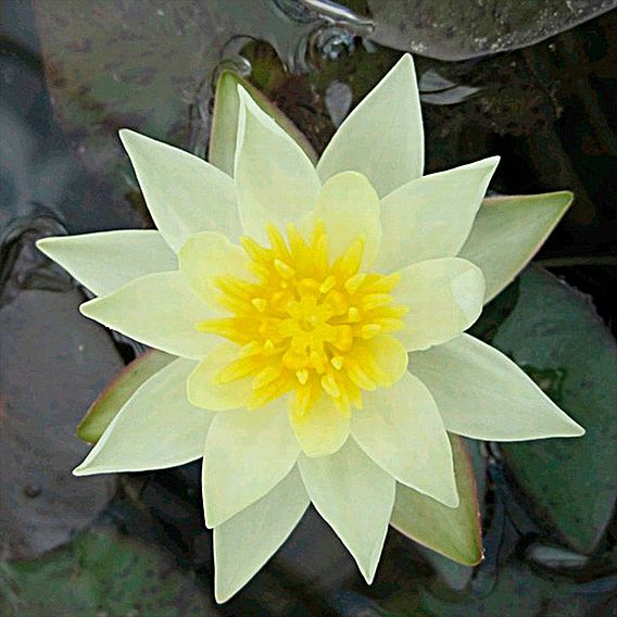 Nymphaea 'Pygmaea Helvola' (Deep Water Aquatic)