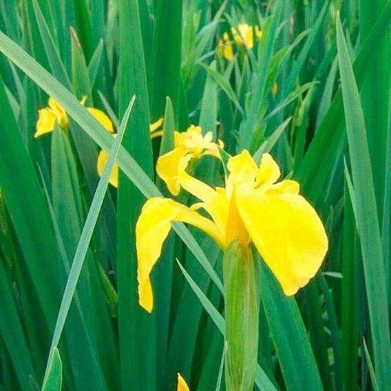 Iris pseudacorus (Marginal Aquatic)