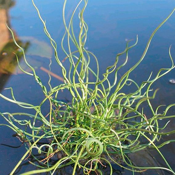 Juncus effusus f. spiralis (Marginal Aquatic)