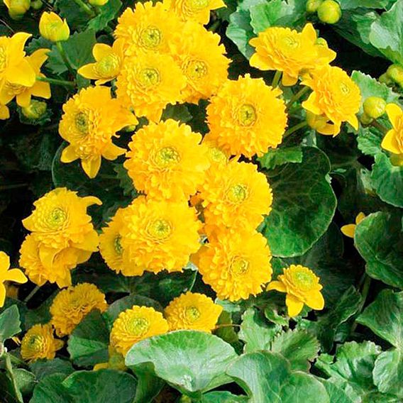 Caltha palustris 'Flore Pleno' (Marginal Aquatic)
