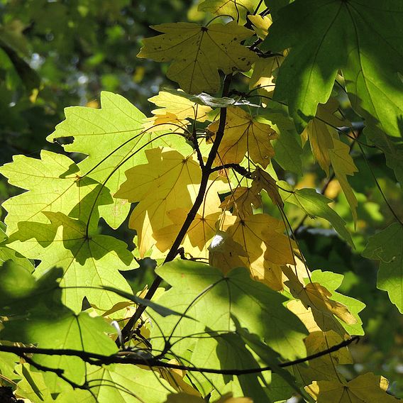 Field maple (Hedging)