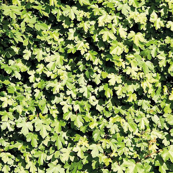 Field Maple (Hedging)
