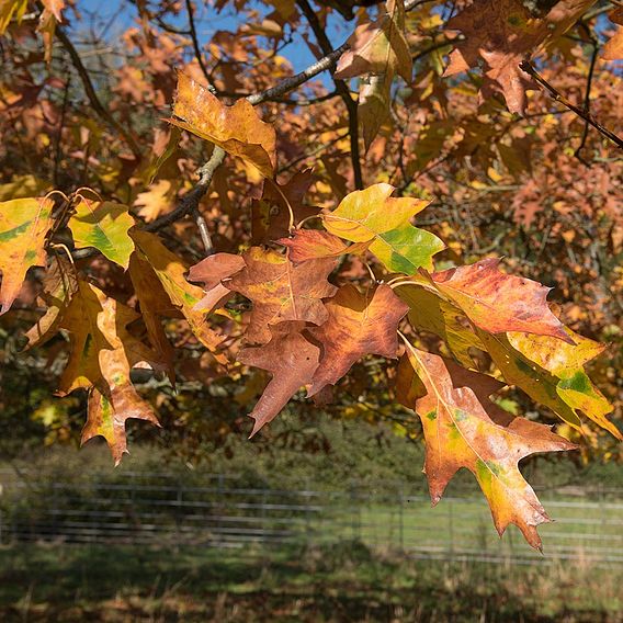 Field Maple (Hedging)