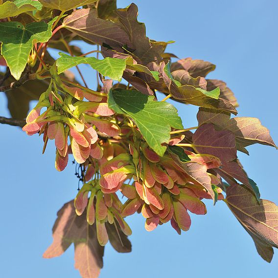 Field Maple (Hedging)