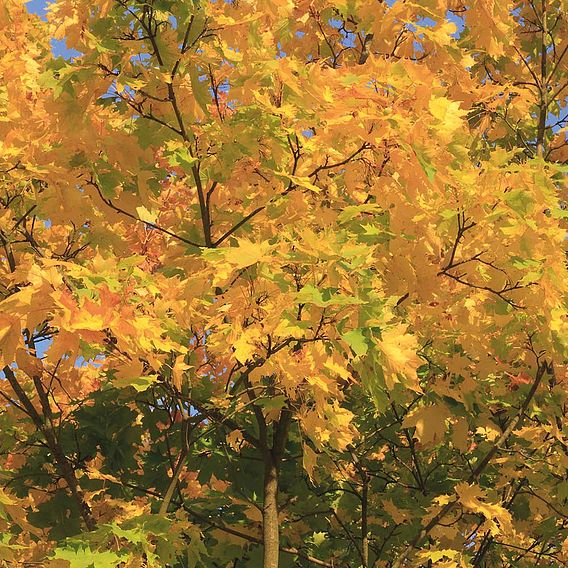 Field Maple (Hedging)