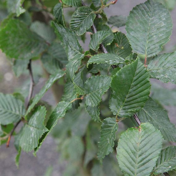 Hornbeam (Hedging)