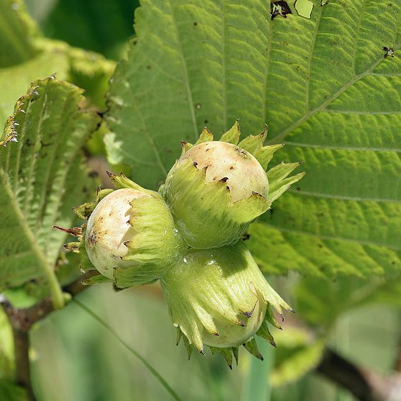 Hazel (Hedging)