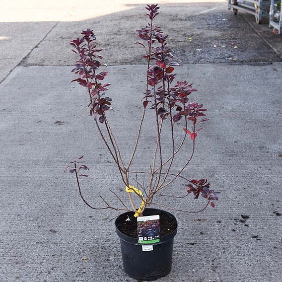 Cotinus coggygria 'Lilla'