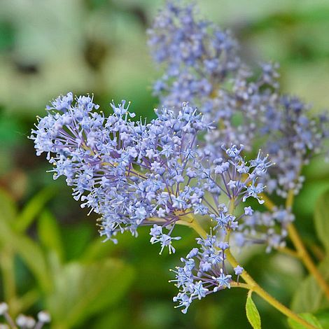 Ceanothus x delileanus 'Gloire de Versailles'