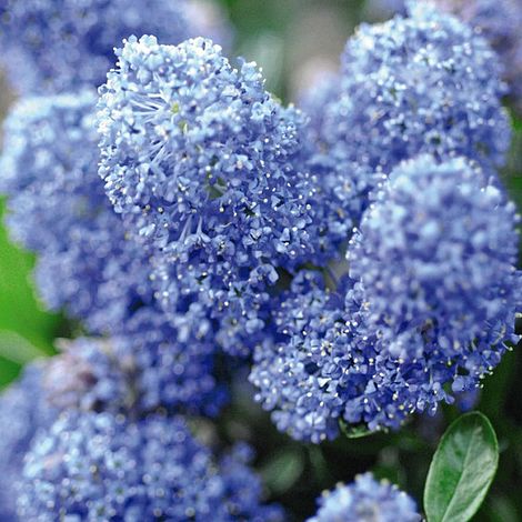 Ceanothus x delileanus 'Gloire de Versailles'