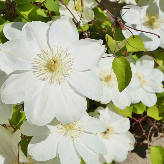 Clematis 'Guernsey Cream'