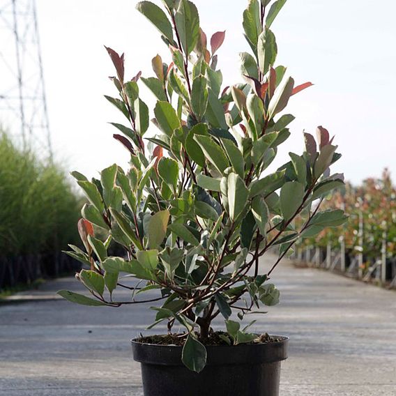 Photinia fraseri 'Louise'