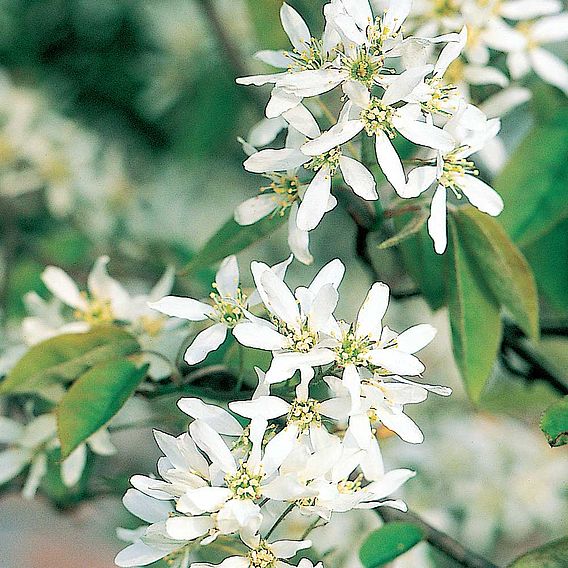 Amelanchier alnifolia 'Obelisk'