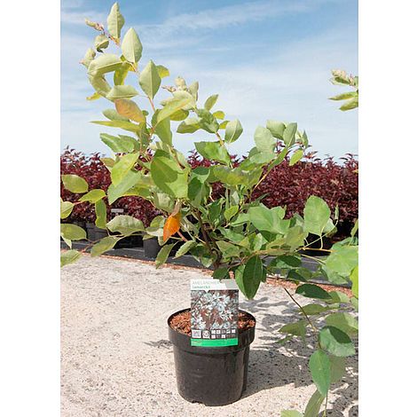 Amelanchier lamarckii (Hedging)