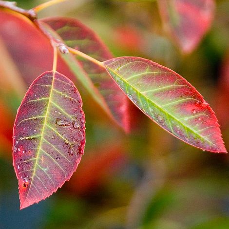 Amelanchier Lamarckii