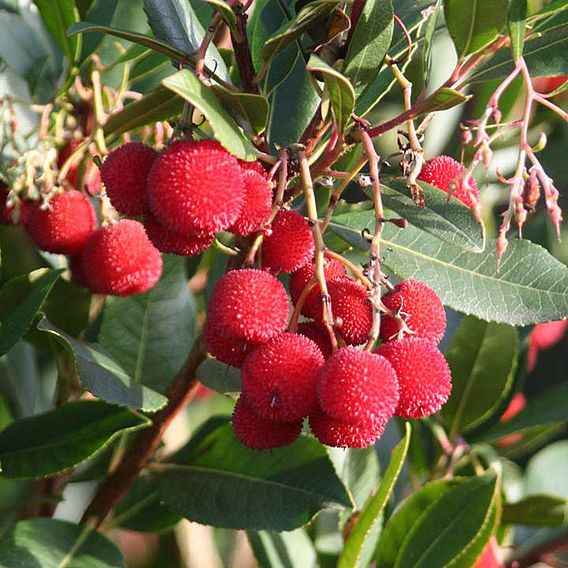 Arbutus unedo