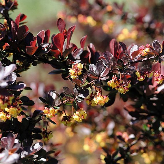 Berberis thunbergii f. atropurpurea 'Dart's Red Lady'