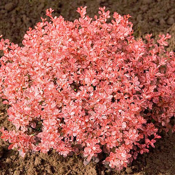 Berberis thunbergii 'Inspiration'