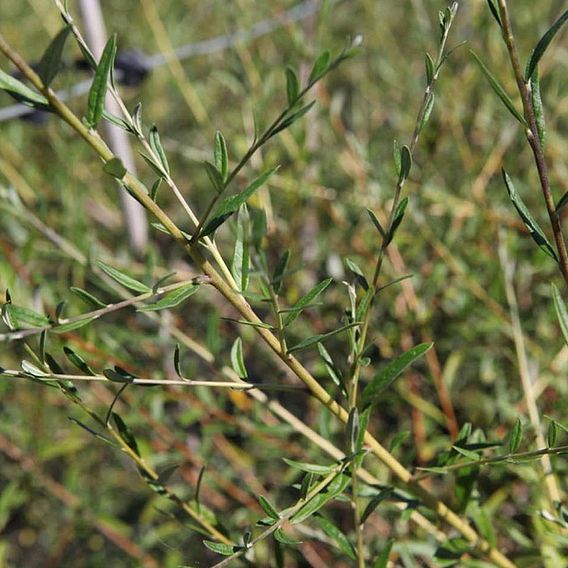 Buddleja x alternifolia 'Unique'