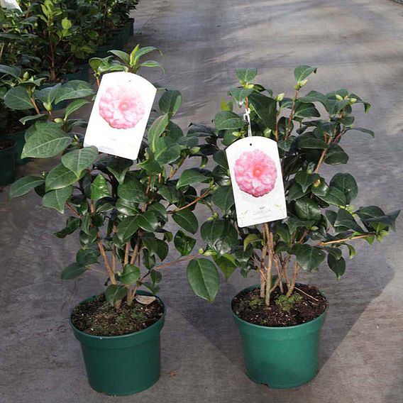 Camellia japonica Plant - Virginia Franco