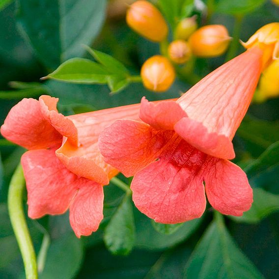 Campsis x tagliabuana 'Madame Galen'