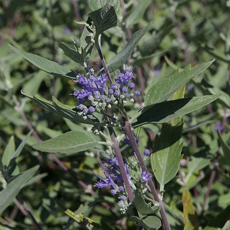 Caryopteris x clandonensis 'Heavenly Blue'