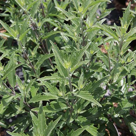 Caryopteris x clandonensis 'Thetis'