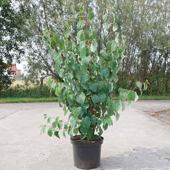 Cercidiphyllum japonicum
