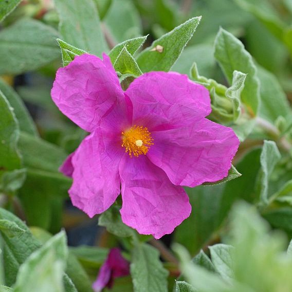 Cistus x pulverulentus 'Sunset'