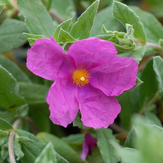 Cistus x pulverulentus 'Sunset'