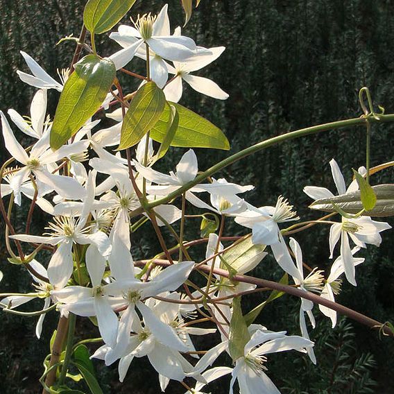 Clematis armandii