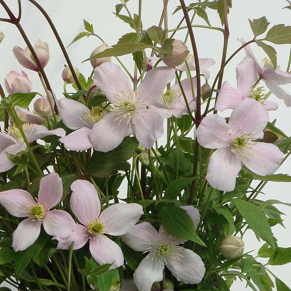 Clematis montana 'Rubens'