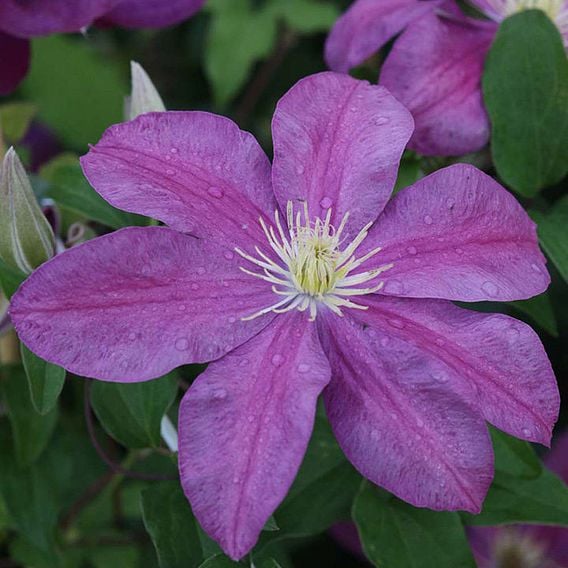 Clematis 'Sunset'