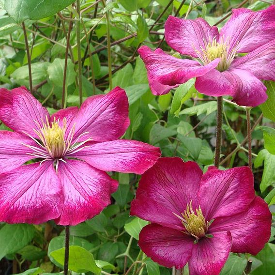 Clematis 'Ville de Lyon'